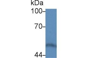 Western Blotting (WB) image for anti-Calreticulin (CALR) (AA 18-193) antibody (ABIN7433687)