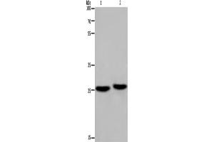 Western Blotting (WB) image for anti-Ependymin Related Protein 1 (Zebrafish) (EPDR1) antibody (ABIN2423381) (EPDR1 抗体)