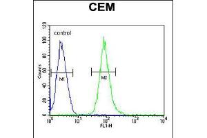 Flow cytometric analysis of CEM cells (right histogram) compared to a negative control cell (left histogram). (HCK 抗体  (N-Term))