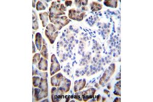 UROC1 Antibody (Center) immunohistochemistry analysis in formalin fixed and paraffin embedded human pancreas tissue followed by peroxidase conjugation of the secondary antibody and DAB staining. (UROC1 抗体  (Middle Region))