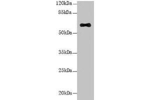 Western Blot All lanes: LRRC31 antibody at 5 μg/mL + Mouse small intestine tissue Secondary Goat polyclonal to rabbit IgG at 1/10000 dilution Predicted band size: 62, 56, 39, 49 kDa Observed band size: 62 kDa (LRRC31 抗体  (AA 1-300))