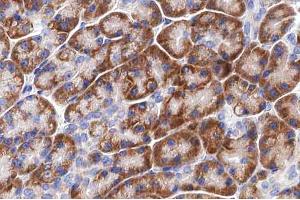 ABIN6266814 at 1/100 staining human pancreas tissue sections by IHC-P. (LRAT 抗体  (Internal Region))