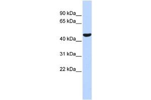 WB Suggested Anti-PTGIS Antibody Titration:  0. (PTGIS 抗体  (Middle Region))