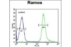 PNLDC1 Antibody (C-term) (ABIN655332 and ABIN2844899) flow cytometric analysis of Ramos cells (right histogram) compared to a negative control cell (left histogram). (PNLDC1 抗体  (C-Term))