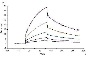 CD47 (CD47) (AA 19-140) protein (Fc Tag)