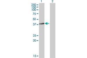 Western Blot analysis of BNIPL expression in transfected 293T cell line by BNIPL MaxPab polyclonal antibody. (BNIPL 抗体  (AA 1-275))