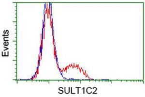 HEK293T cells transfected with either RC202775 overexpress plasmid (Red) or empty vector control plasmid (Blue) were immunostained by anti-SULT1C2 antibody (ABIN2454411), and then analyzed by flow cytometry. (SULT1C2 抗体)
