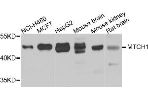 Western blot analysis of extracts of various cell lines, using MTCH1 antibody (ABIN5975695) at 1/1000 dilution. (MTCH1 抗体)