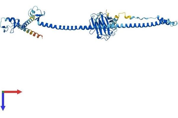 TRIM39 Protein (AA 1-488) (His tag)