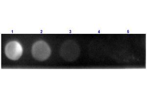Dot Blot results of Rat IgG1 isotype control Phycoerythrin Conjugated.