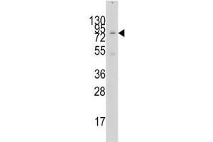 Western blot analysis of GCN5 antibody and 293 lysate. (KAT2A 抗体  (AA 65-94))