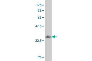 Western Blot detection against Immunogen (33. (Retinoid X Receptor gamma 抗体  (AA 1-75))
