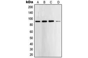 Western blot analysis of STAT5 expression in A431 (A), K562 (B), HeLa (C), NIH3T3 (D) whole cell lysates. (STAT5A 抗体  (C-Term))