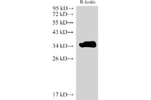 Western Blot analysis of Rat testis using LDHC Polycloanl Antibody at dilution of 1:2000 (Lactate Dehydrogenase C 抗体)