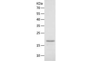 Western Blotting (WB) image for Interleukin 10 (IL10) (AA 22-178) protein (His tag) (ABIN7123537) (IL-10 Protein (AA 22-178) (His tag))