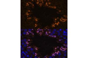 Immunofluorescence analysis of mouse testis using ELSPBP1 antibody (ABIN7266993) at dilution of 1:100. (ELSPBP1 抗体  (AA 110-223))