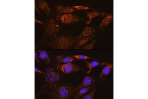 Immunofluorescence analysis of NIH/3T3 cells using SYNE3 Rabbit pAb (ABIN6131129, ABIN6148766, ABIN6148767 and ABIN6217163) at dilution of 1:100. (Nesprin3 抗体  (AA 740-920))