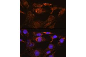 Immunofluorescence analysis of NIH/3T3 cells using SYNE3 Rabbit pAb (ABIN6131129, ABIN6148766, ABIN6148767 and ABIN6217163) at dilution of 1:100. (Nesprin3 抗体  (AA 740-920))