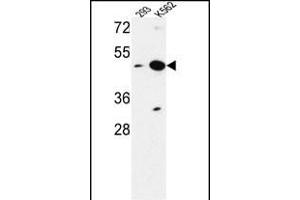 NUPL2 Antibody (N-term) (ABIN653518 and ABIN2842921) western blot analysis in 293,K562 cell line lysates (35 μg/lane).