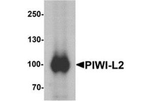 Western blot analysis of PIWI-L2 in HepG2 cell lysate with PIWI-L1 at 1 ug/mL. (PIWIL2 抗体  (Middle Region))