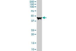 CPA1 MaxPab rabbit polyclonal antibody. (CPA1 抗体  (AA 1-419))