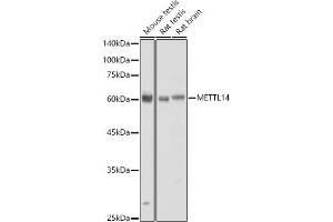 Western blot analysis of extracts of various cell lines, using METTL14 antibody (ABIN6131104, ABIN6143759, ABIN6143760 and ABIN6224625) at 1:730 dilution. (METTL14 抗体  (AA 1-210))