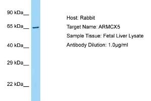 Host: Rabbit Target Name: ARMCX5 Sample Type: Fetal Liver lysates Antibody Dilution: 1. (ARMCX5 抗体  (C-Term))