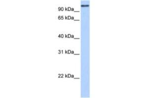 Western Blotting (WB) image for anti-MICAL-Like 1 (MICALL1) antibody (ABIN2463448)