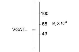 Western blot - Vesicular GABA transporter (VGAT) Western Blot of Rabbit anti-Vesicular GABA transporter antibody. (SLC32A1 抗体  (N-Term))
