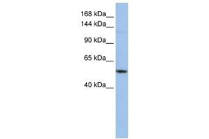 UBE4A antibody used at 1 ug/ml to detect target protein. (UBE4A 抗体)