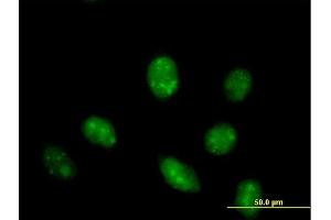 Immunofluorescence of purified MaxPab antibody to IFRD1 on HeLa cell. (IFRD1 抗体  (AA 1-451))