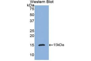 Detection of Recombinant IL8, Dog using Polyclonal Antibody to Interleukin 8 (IL8) (IL-8 抗体  (AA 23-101))