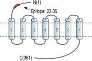 omega-3 Fatty Acid Receptor 1 (O3FAR1) peptide