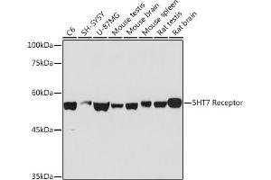 Western blot analysis of extracts of various cell lines, using 5HT7 Receptor Rabbit mAb (ABIN7265341) at 1:1000 dilution. (HTR7 抗体)