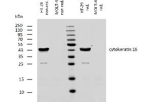 Western blotting analysis of human cytokeratin 18 using mouse monoclonal antibody DC-10 on lysates of HT-29 cell line and MOLT-4 cell line (cytokeratin non-expressing cell line, negative control) under non-reducing and reducing conditions. (Cytokeratin 18 抗体)