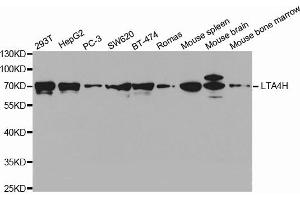 Western Blotting (WB) image for anti-Leukotriene A4 Hydrolase (LTA4H) antibody (ABIN1873571) (LTA4H 抗体)
