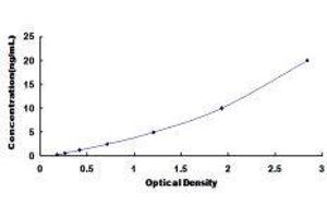 Dual-Specificity tyrosine-(Y)-phosphorylation Regulated Kinase 1A (DYRK1A) ELISA Kit