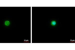 Immunofluorescence (IF) image for anti-Apolipoprotein E (APOE) (C-Term) antibody (ABIN2857040)