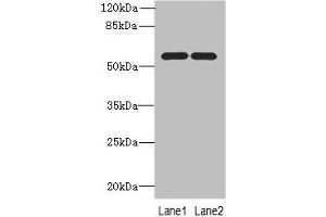 Western blot All lanes: PSMD12antibody at 0. (PSMD12 抗体  (Regulatory Subunit 12))