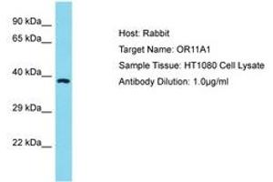 Image no. 1 for anti-Olfactory Receptor, Family 11, Subfamily A, Member 1 (OR11A1) (C-Term) antibody (ABIN6750595) (OR11A1 抗体  (C-Term))
