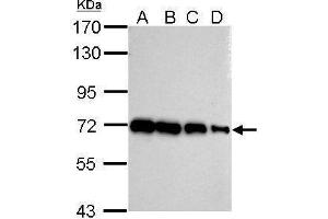 WB Image Sample (whole cell lysate) A: 293T 20ug B: 293T 10ug C: 293T 5ug D: 293T 1ug 7. (HSP70 1A 抗体  (Center))