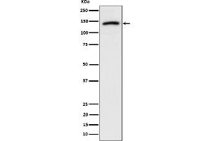 Western blot analysis of Cadherin 10 expression in U-87 MG cell lysate.