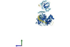 Protein Structure (PS) image for Myosin IB (MYO1B) (AA 1-1107) protein (His tag) (ABIN7563280)