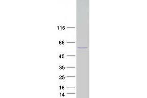 Western Blotting (WB) image for CUGBP, Elav-Like Family Member 2 (CELF2) (Transcript Variant 2) protein (Myc-DYKDDDDK Tag) (ABIN2712628)