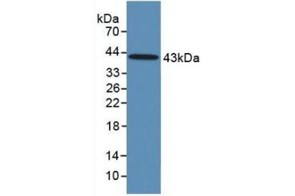 FSH antibody  (AA 25-116)