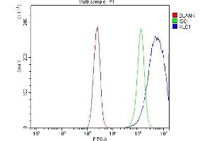 Flow Cytometry analysis of Caco-2 cells using anti-KLC1 antibody (ABIN7599469). (KLC1 抗体  (AA 1-537))