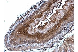 IHC-P Image GPX7 antibody [N1C3] detects GPX7 protein at cytoplasm on mouse esophagus by immunohistochemical analysis. (Glutathione Peroxidase 7 抗体)
