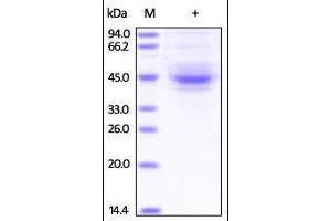 SDS-PAGE (SDS) image for T Cell Immunoreceptor with Ig and ITIM Domains (TIGIT) (AA 22-141) (Active) protein (Fc Tag) (ABIN6951013)