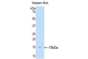 Western Blotting (WB) image for anti-Keratin 81 (KRT81) (AA 142-257) antibody (ABIN1171781)