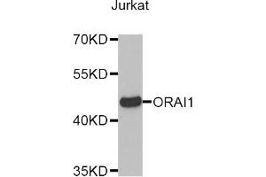 Western blot analysis of extracts of Jurkat cell line, using ORAI1 antibody. (ORAI1 抗体)
